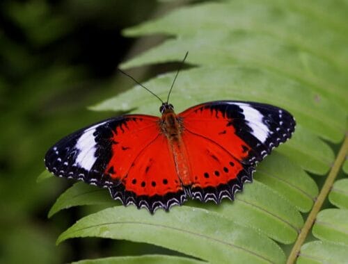 hoe lang leeft een vlinder